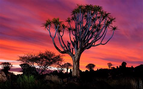 Download Namibia Sunset Tree Quiver Tree Nature Forest HD Wallpaper