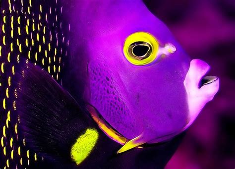 Purple Fish - Purple Photo (21933023) - Fanpop