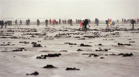 Razor clam digging resumes Monday at Long Beach - The Columbian