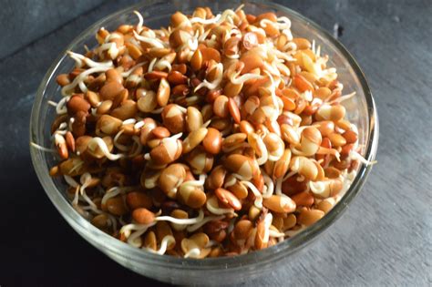 Organic Horse Gram Sprouts – GreenDNA® India