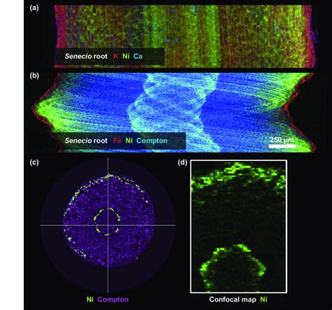 Efficient pathway to X-ray fluorescence microscopy (XFM) tomography... | Download Scientific Diagram