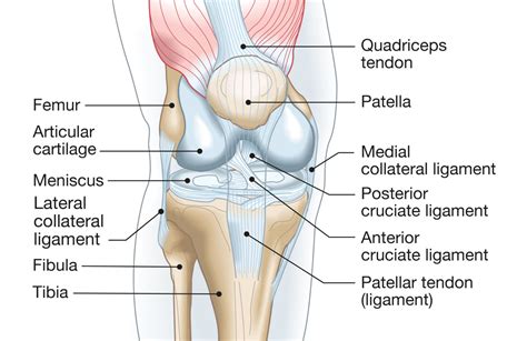 Knee Anatomy