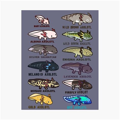 Axolotl Morphs And Colors Sticker By IMPULSEimpact Axolotl, Coloring ...