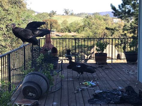 Group of endangered California condors wreak total havoc on a woman's porch - Upworthy