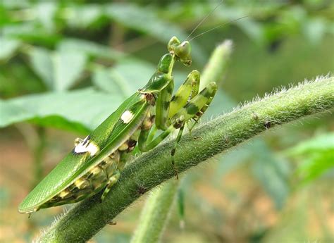 IMG_4967 | Praying Mantis (pregnant with eggs) Arikere Reser… | Flickr