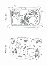 Animal And Plant Cell Coloring Worksheet sketch template