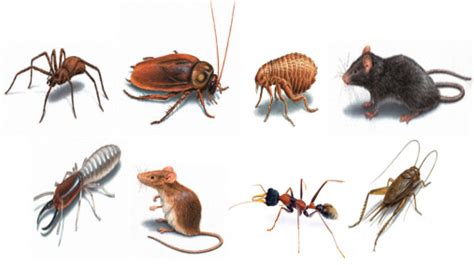 6 Types of Household Pests and How to Get Rid of Them