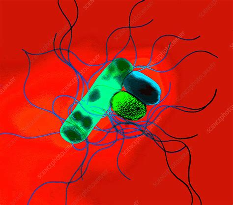 Proteus bacteria - Stock Image - B220/1165 - Science Photo Library