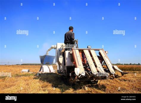 Harvester machine is harvesting ripe rice Stock Photo - Alamy