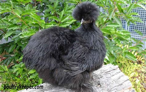 Silkie Chickens: Breed in Focus