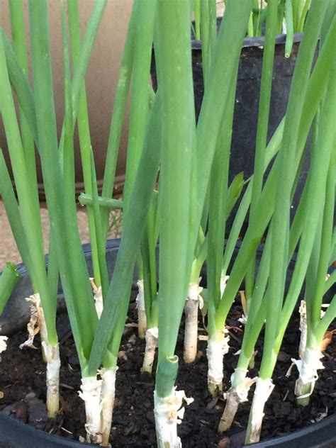 How to Grow Green Onions: 3 Ways to Grow Green Onions - Plant Instructions