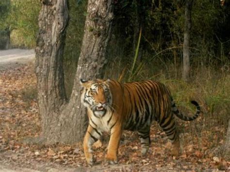 Historic Bandhavgarh Fort in India - HubPages