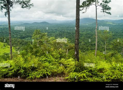 View over Cockscomb Basin Wildlife Sanctuary, Belize Stock Photo - Alamy