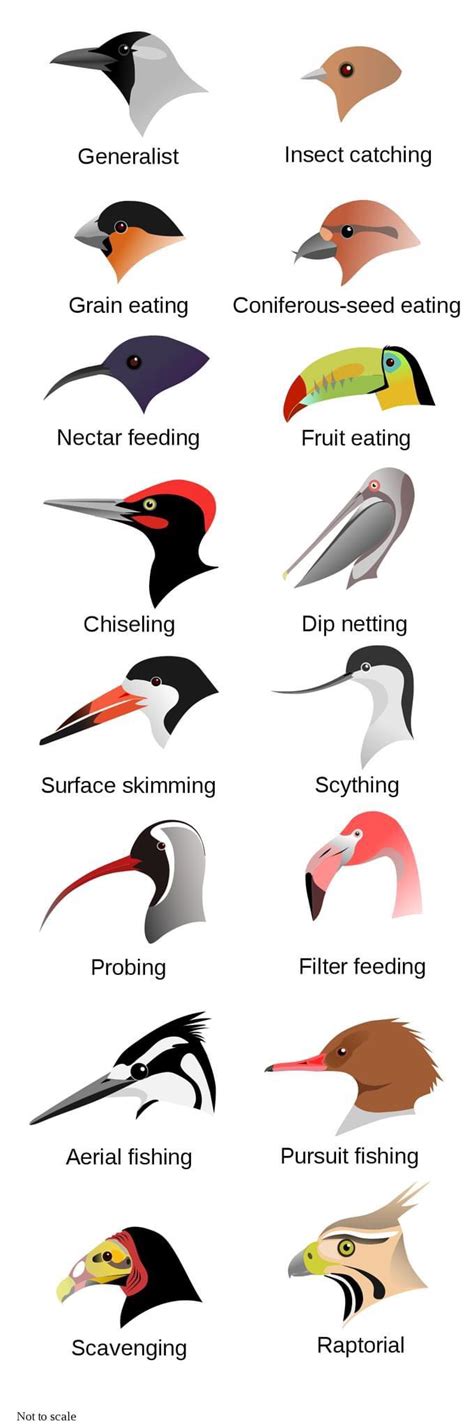 16 Fascinating Bird Beak Shapes And Functions | Daily Infographic