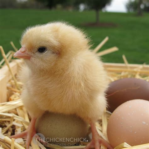 Feeding Chickens at Different Ages | The Chicken Chick®