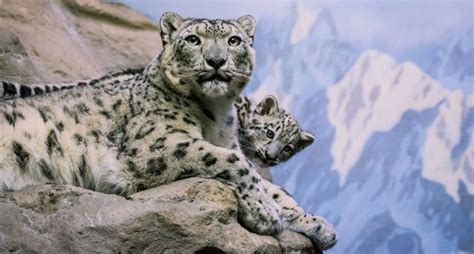 ¿Qué tan alto puede saltar un leopardo de las nieves? - National Geographic en Español