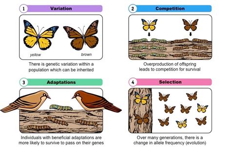 SC.912.L.15.13 Natural Selection - Welcome to Dr. Suris Science Class!