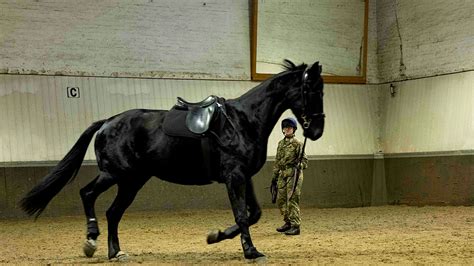 Eleven things to know about Household Cavalry horses on parade