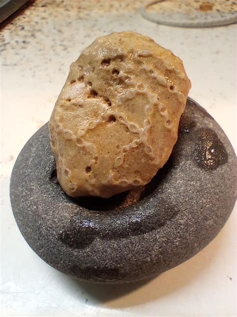 A few fossils + a strange chunk of flint I found, 40yrs ago. : r/rockhounds