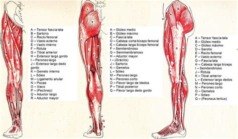 Músculos de la pierna | Musculos de las piernas, Músculos de los glúteos, Músculos del cuerpo humano