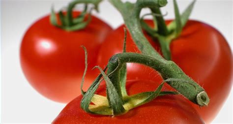 How to know tomato allergy symptoms