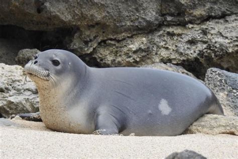 Young female Hawaiian monk seal pup found dead on North Shore of Oʻahu ...