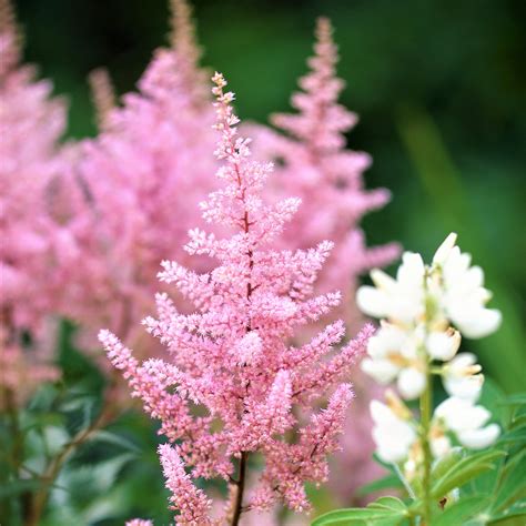 Astilbe Europa Bulbs | Pink Feather Flower | Astilbe Japonica Europa – Easy To Grow Bulbs