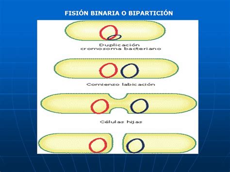 Arqueobacterias: FISION BINARIA