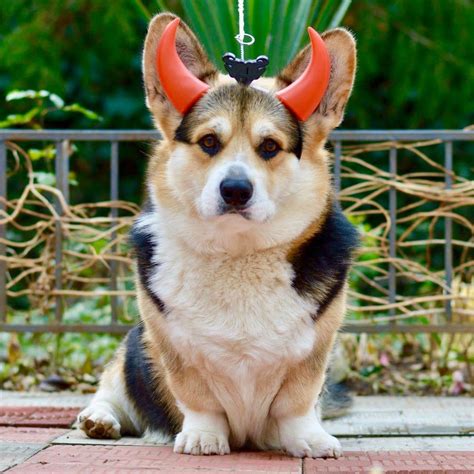 16 Perfect Halloween Costumes For Your Corgi | PetPress