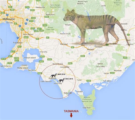 Recent Thylacine Sightings | Thylacine, Australian native animals ...