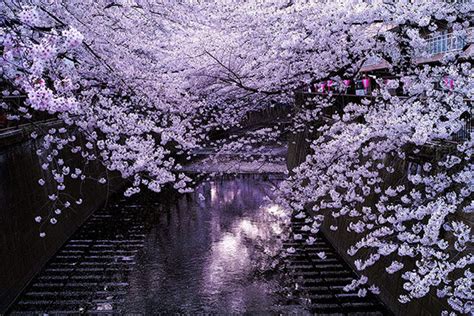 10 Breathtaking Cherry Blossom Photos Taken at Night – Design Swan