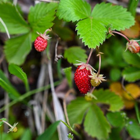 Strawberry Varieties Article Archives – Page 3 of 3 – Strawberry Plants