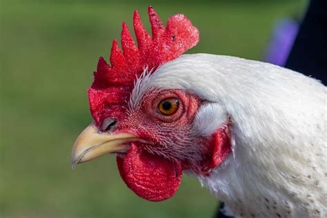 Delaware Chicken All You Need To Know: Temperament and Egg Laying… | Chickens And More