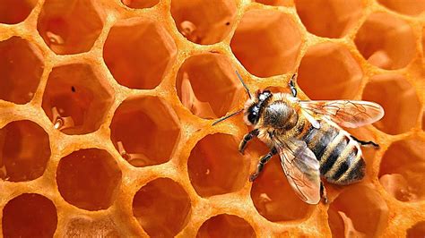 Venezuela productiva: Sobre apicultura o cultivo de abejas