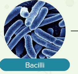 [SOLVED] Rod shaped bacteria are called coccus bacillus spirill - Self ...