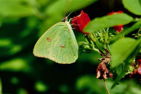 Cloudless Sulphur Butterfly