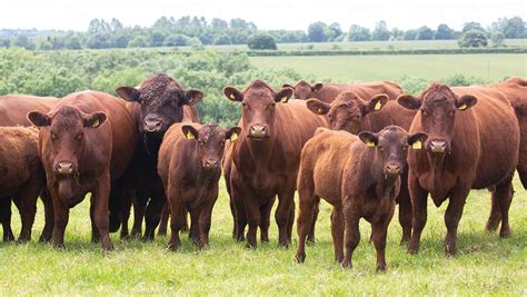 How to select a stock bull to breed herd replacements - Farmers Weekly