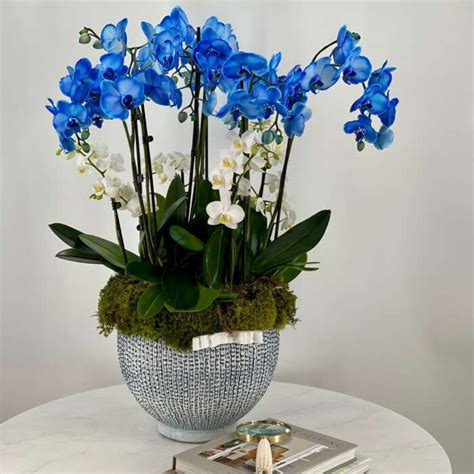 BP Blue Orchids in Medium Size - Black Petals Flowers Shop Dubai