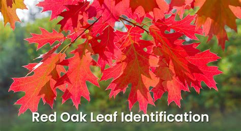 Red Oak Leaf Identification - Easy and Simple! - EmbraceGardening