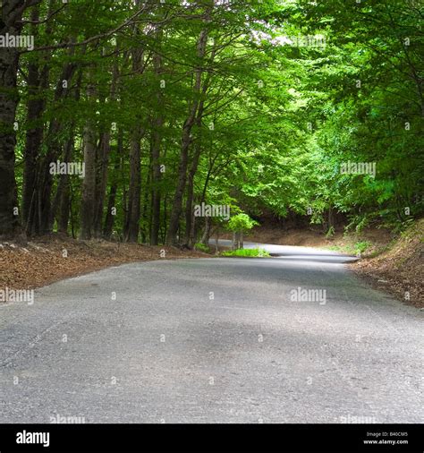 Empty road in forest Stock Photo - Alamy