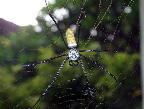 Indonesia - Bali - Spider - 2 | Spiders (order Araneae) are … | Flickr