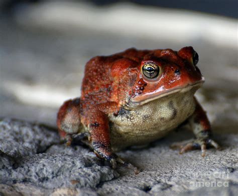 Red Frog Photograph by Francine Hall - Fine Art America