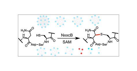 Radical Approach to Enzymatic β-Thioether Bond Formation | Journal of ...