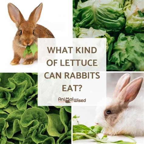 Can Rabbits Eat Lettuce? - What Kind of Lettuce Can Rabbits Eat?