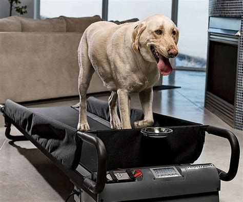 Dog Treadmill | Dog treadmill, Pets, Dog treadmills