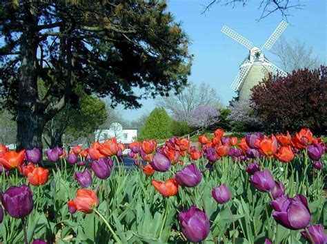 Wamego, KS Tulip Festival | Tulip festival, Spring bulbs, Tulips