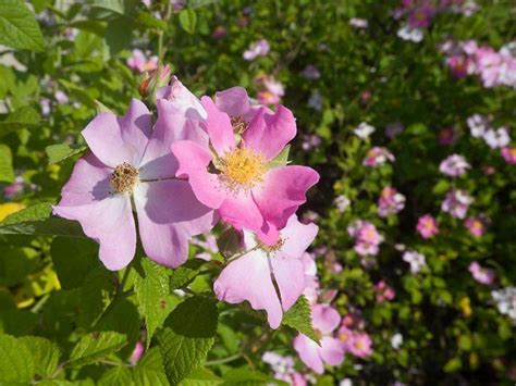 WILD PRAIRIE ROSE Iowa, North Dakota | Flower guide, World of color, Flowers