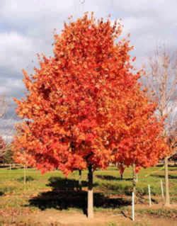 Vermont State Tree: Sugar Maple (Aceraceae Acer saccharum)