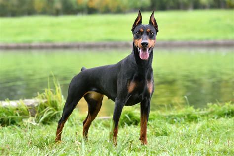 Which Dog Breeds Are Black