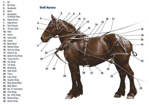 draft harness | Horse harness, Horses, Draft horses